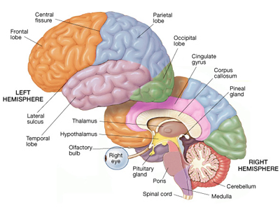 The cerebral cortex Part II