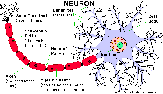 Neurons