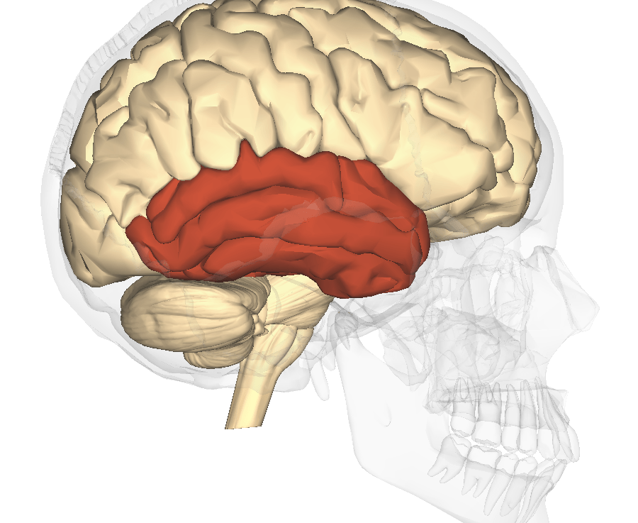 Temporal lobe