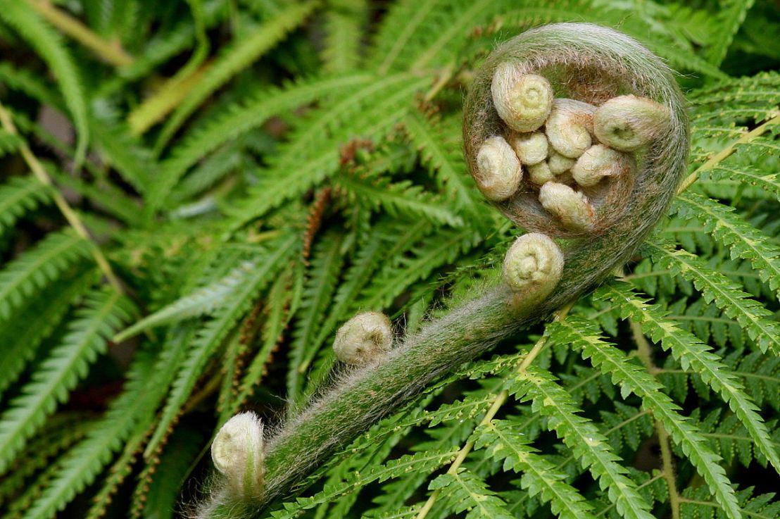 Ferns