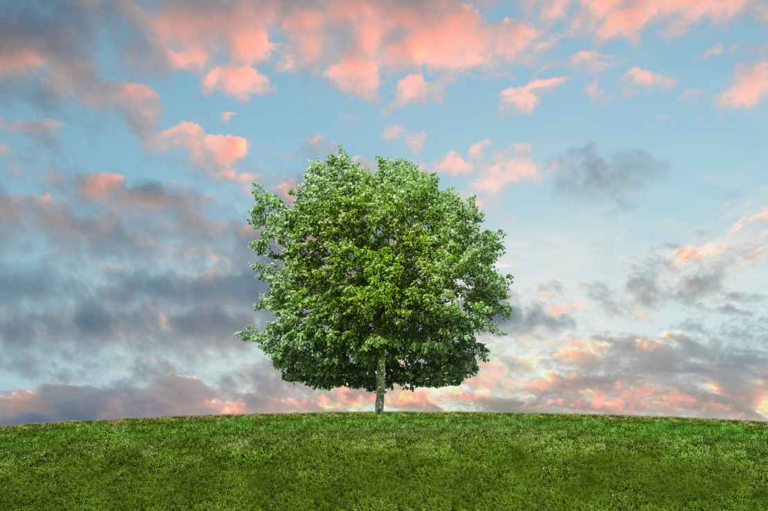 How Planting Trees Helps Combat Global&nbsp;Warming