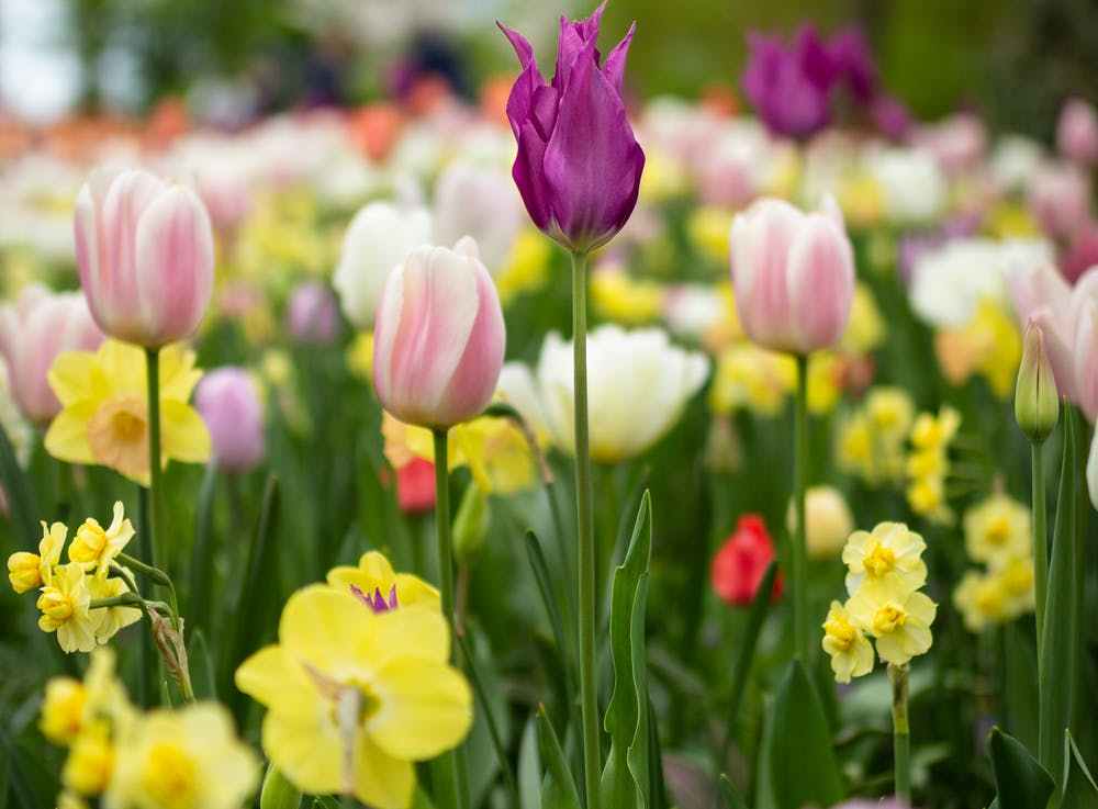 Why Spring Is Coming Earlier with Climate&nbsp;Change