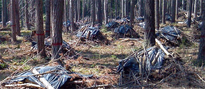 Wildfire Fuels Management