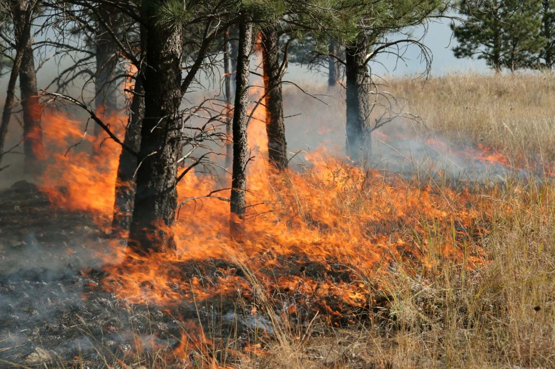 Why Timing for Prescribed Burns in Crucial for Wildfire&nbsp;Resilience