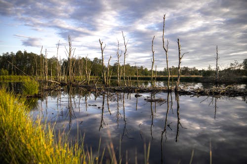 How Constructed Wetlands Can Build Climate&nbsp;Resilience