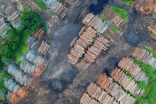 Why Mass Deforestation Will Lead to More Global&nbsp;Pandemics