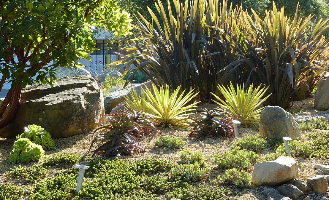 Why Homeowners in California Should Plant More Fire-Resistant Succulents