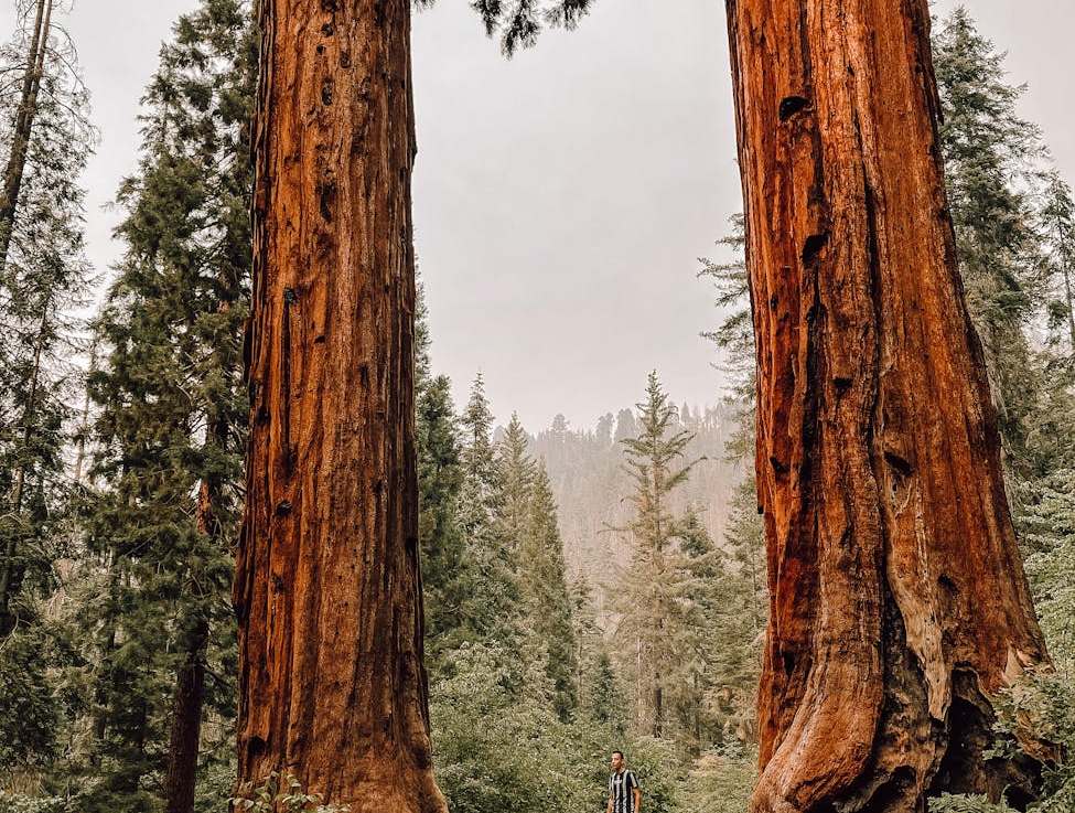 Why Town Designs in the Californian Sierras May Change to Accommodate&nbsp;Wildfires