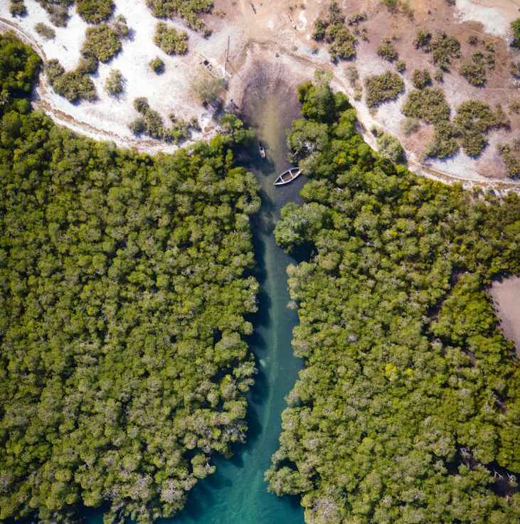 Coastal Plain Estuaries