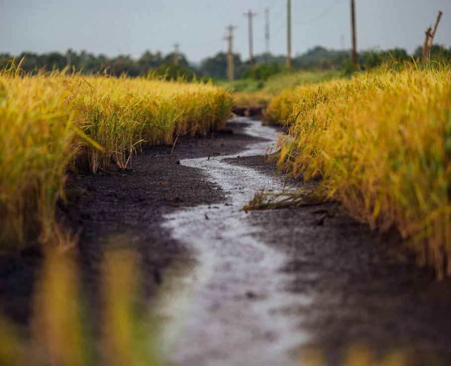 Why Recently Restored Wetlands Do Not Offer as Much Ecosystem Services as Older&nbsp;Wetlands