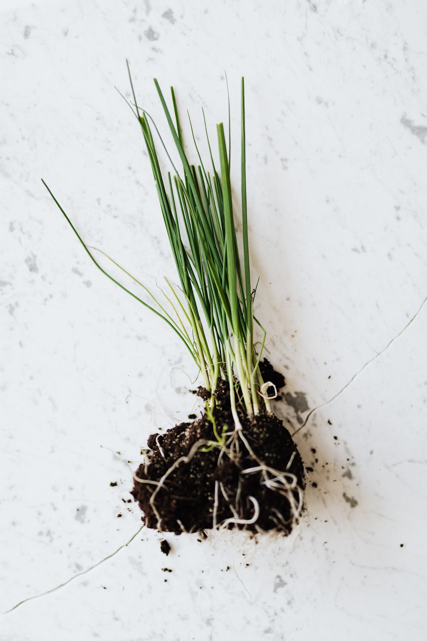 Why Plants Have Roots – Isaac's Science Blog