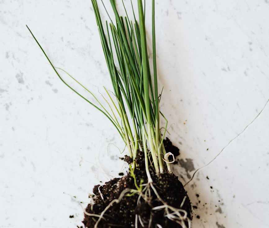 Why Plants Have&nbsp;Roots