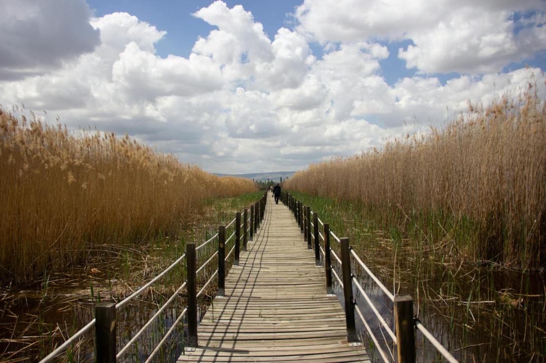 Reedbeds