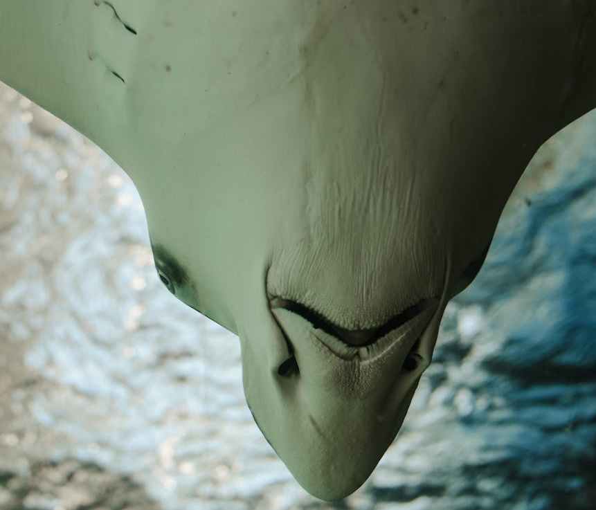 Filter Feeders