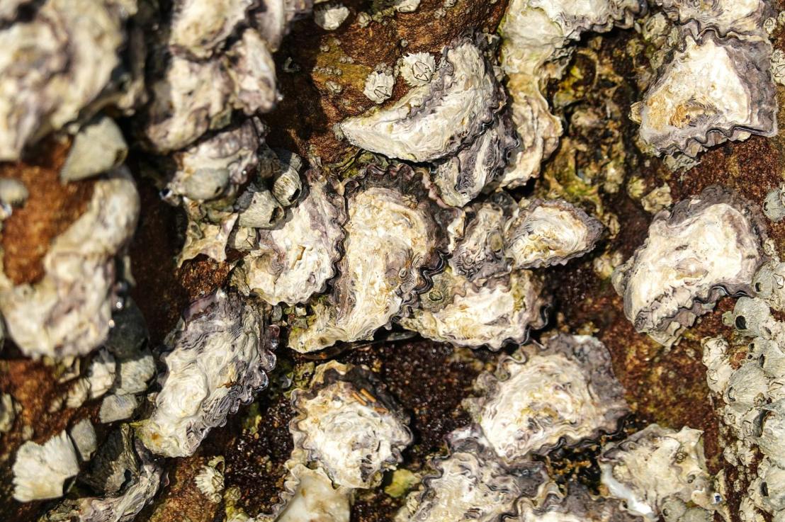 How Oysters Filter Water