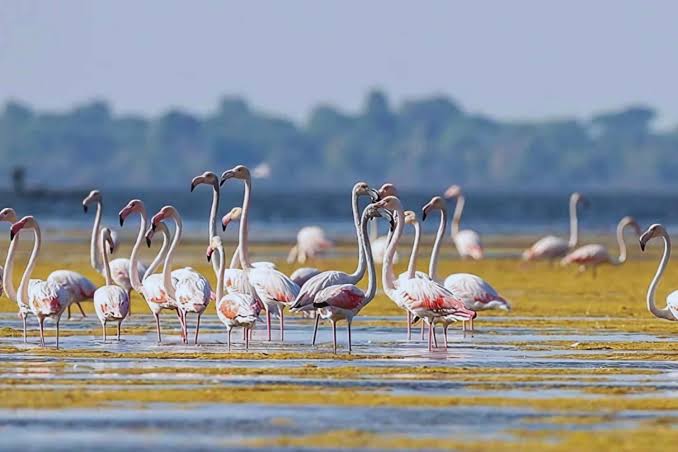 The Narta Lagoon