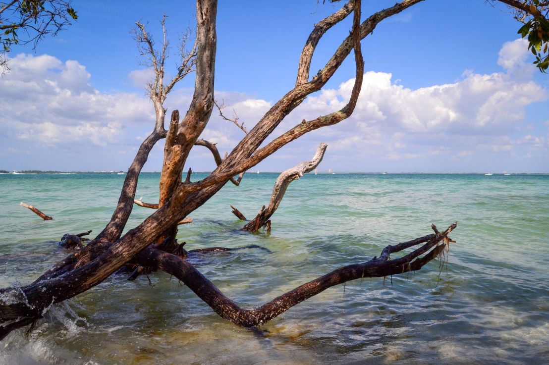 Why Saltwater Kills Freshwater&nbsp;Trees