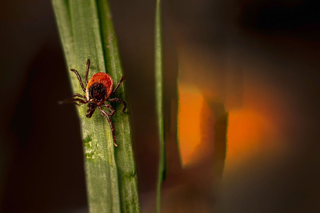 How Climate Change Will Expand Disease&nbsp;Range