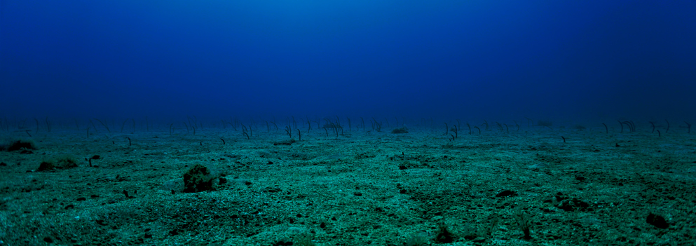 The Abyssal Plain
