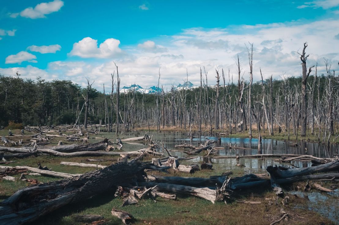 Ghost Forests