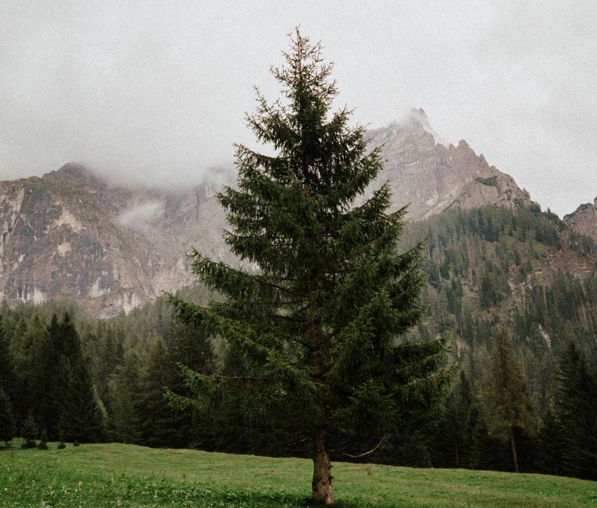 Evergreen Trees