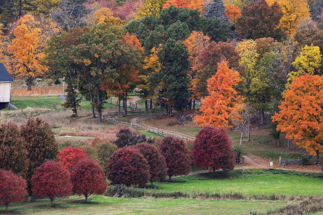 Deciduous Trees