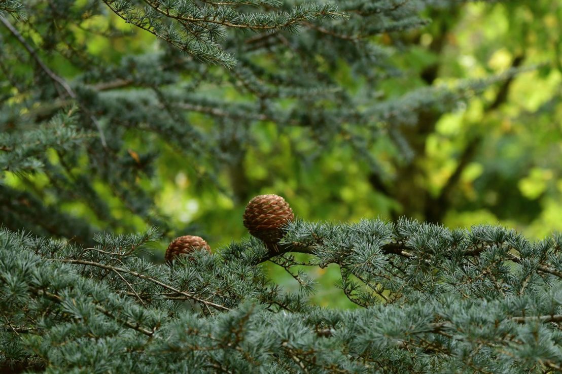 Conifer Trees