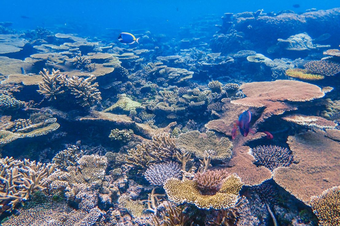 Reefs