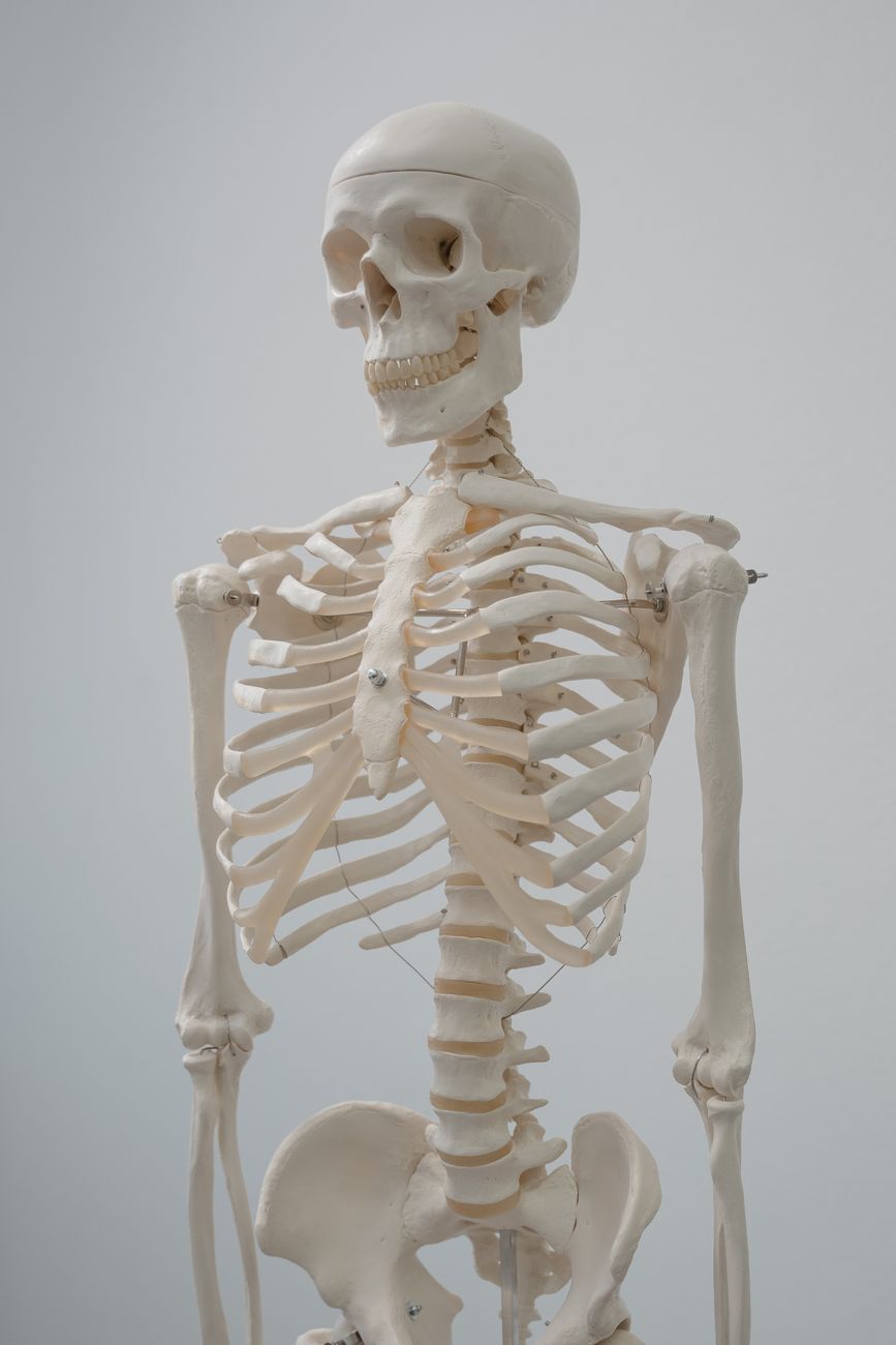 Connective Tissue – Isaac's Science Blog