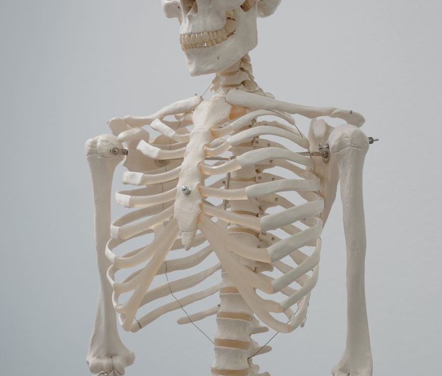 Connective Tissue