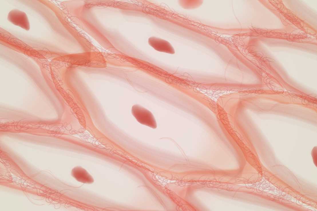 Tissues (Biology)