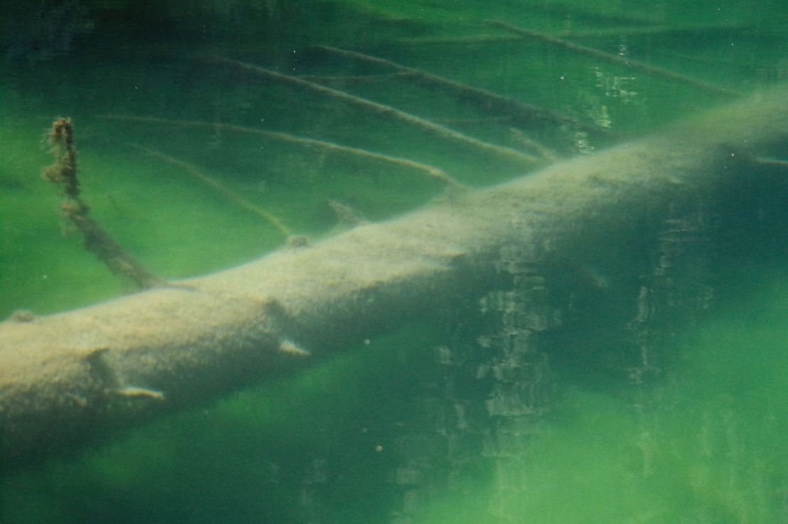 Why Submerged Wood May Not Rot