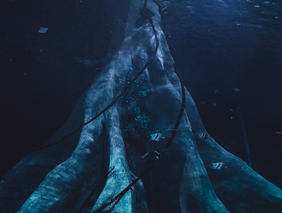 Submerged Forests