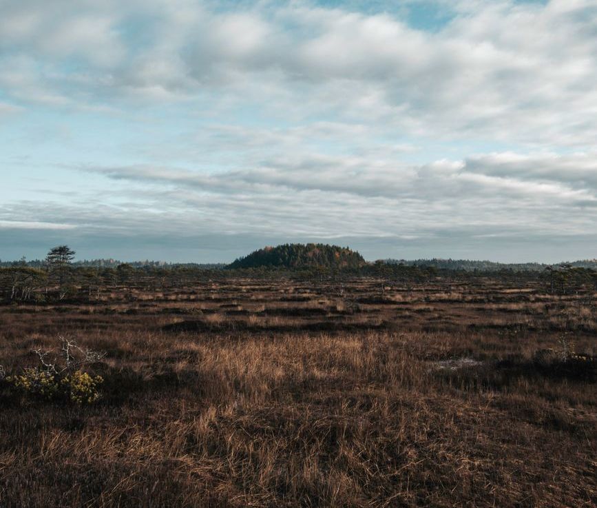 When Do Peatlands Stop Producing&nbsp;Peat