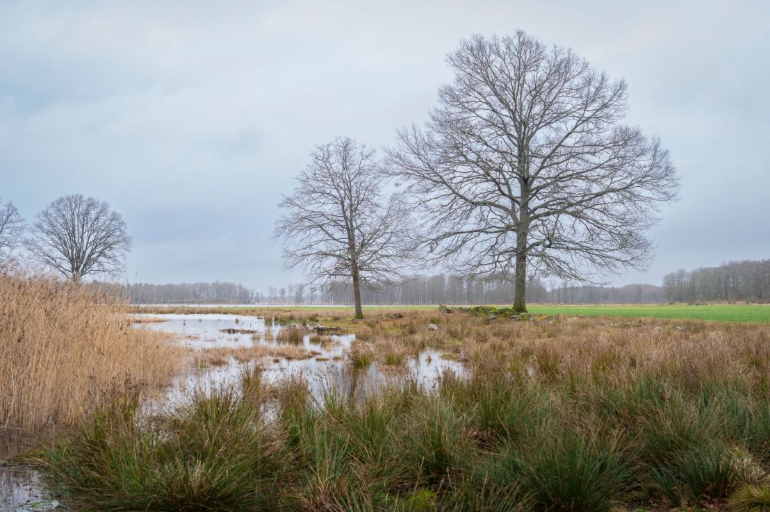 Fens