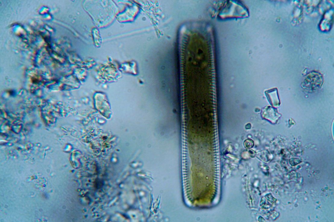 Plankton